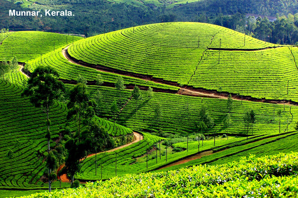 Kerala Honeymoon special (4N/5D): Stay in 3 Star Hotels + 2 Nights in Munnar + 2 Nights in Thekkady + Elephant Safari & More!